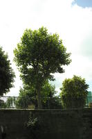 below, day, dockside, England, London, sunny, The United Kingdom, tree, vegetation, walkway