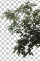 below, branch, broad-leaf tree, broad-leaved tree, cutout, cutout trees, day, diffuse, diffused light, summer