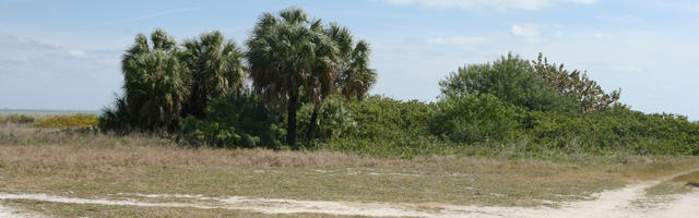 day, evergreen, eye level view, Florida, grass, palm, shrub, summer, sunny, Tampa, The United States