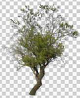 afternoon, almond, broad-leaf tree, broad-leaved tree, cutout, cutout plants, cutout trees, day, deciduous, direct sunlight, eye level view, natural light, Prunus, Prunus amygdalus dulcis, spring, sunny, tree