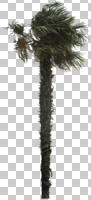 ambient light, autumn, Chusan palm, cutout, cutout plants, cutout trees, day, diffuse, diffused light, evergreen, eye level view, natural light, palm, plant, Trachycarpus fortunei, tree, vegetation, windmill palm