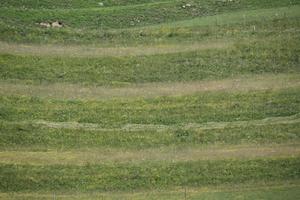 day, elevated, grass, Graubunden, lawn, natural light, Saint Moritz, Switzerland