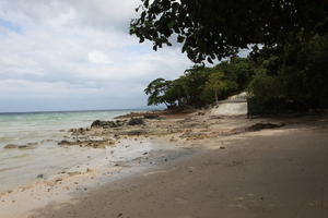 beach, day, eye level view, Ko Phi Phi Don, Krabi, natural light, palm, Thailand, tree, vegetation