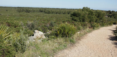 bright, bush, day, Denia, elevated, eye level view, shrub, shrubland, Spain, spring, sunny, Valenciana