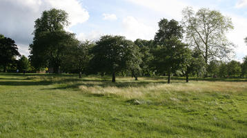 broad-leaf tree, broad-leaved tree, day, England, eye level view, grass, London, park, summer, sunny, The United Kingdom, treeline