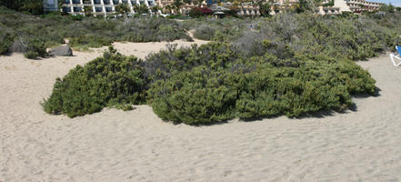 Canarias, day, direct sunlight, dunes, eye level view, Las Palmas, shrub, Spain, spring, sunny