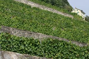 day, eye level view, hill, house, Lausanne, natural light, summer, sunny, Switzerland, Vaud, vegetation, vineyard