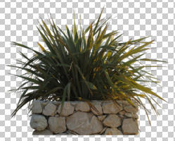 afternoon, bush, cutout, cutout plants, cutout trees, day, direct sunlight, evergreen, eye level view, natural light, potted plant, shrub, sunny, winter