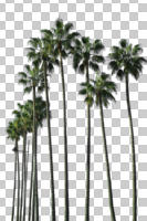 afternoon, below, cutout, cutout plants, cutout trees, day, desert fan palm, direct sunlight, palm, sunny, treeline, tropical, Washingtonia filifera