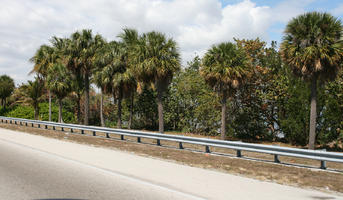 day, evergreen, eye level view, Florida, Miami, palm, road, summer, sunny, The United States, treeline, Washingtonia filifera
