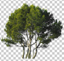 afternoon, autumn, below, coniferous, cutout, cutout plants, cutout trees, day, direct sunlight, evergreen, eye level view, Italian maple, parasol pine, pine, Pinus pinea, sunny, tree, umbrella pine