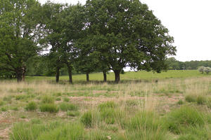 broad-leaf tree, broad-leaved tree, day, diffuse, diffused light, England, eye level view, grass, London, natural light, oak, park, spring, The United Kingdom