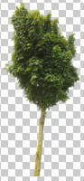 Acer platanoides, ambient light, broad-leaf tree, cutout, cutout plants, cutout trees, day, deciduous, eye level view, maple, summer, tree, young