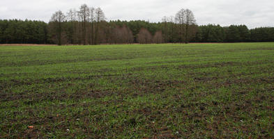 day, eye level view, field, overcast, Poland, vegetation, Wielkopolskie, winter, Wolsztyn