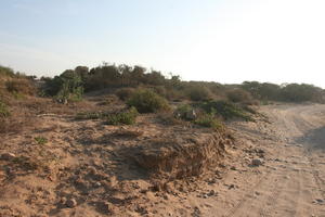 autumn, bush, day, desert, direct sunlight, Essaouira, eye level view, Morocco, natural light, sunlight, sunny, sunshine, vegetation