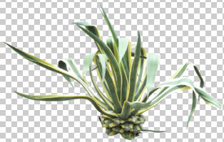 cutout, cutout plants, day, diffuse, diffused light, eye level view, spring, succulent plant