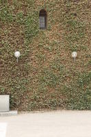 Copenhagen , day, Denmark, eye level view, ivy, Kobenhavn, sunny, wall, winter