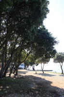 camp site, Croatia, day, eye level view, summer, sunlight, sunny, sunshine, tree, vegetation, Zadarska