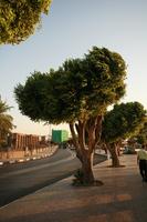 day, dusk, East Timor, Egypt, Egypt, eye level view, natural light, street, tree, vegetation