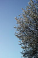 below, blossom, branch, day, England, London, sunny, The United Kingdom, tree