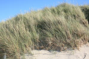 beach, Belgium, below, day, dunes, grass, summer, sunny