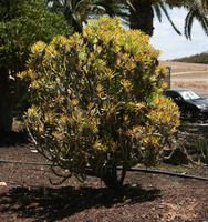 Canarias, day, direct sunlight, eye level view, garden, Las Palmas, Spain, spring, succulent plant, sunny