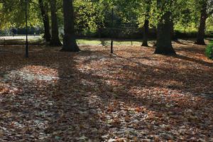 afternoon, autumn, Battersea park, day, England, eye level view, leaf, London, park, sunny, The United Kingdom