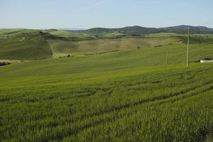 afternoon, crop, day, elevated, field, grass, Italia , Siena, spring, sunny, Toscana, valley